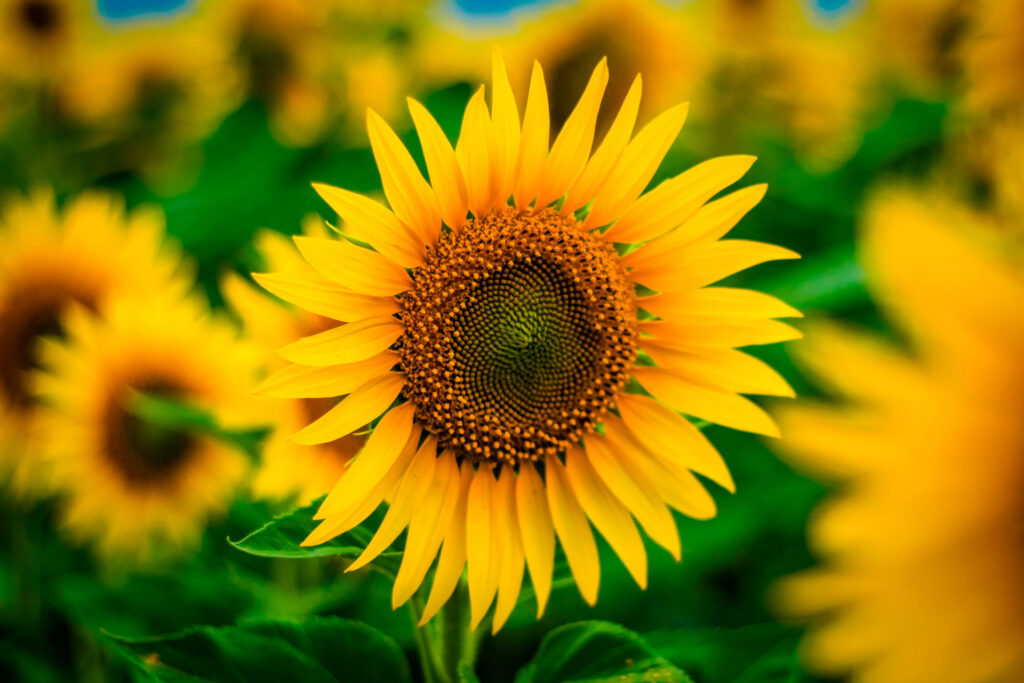 Tuero - Producción de biogás