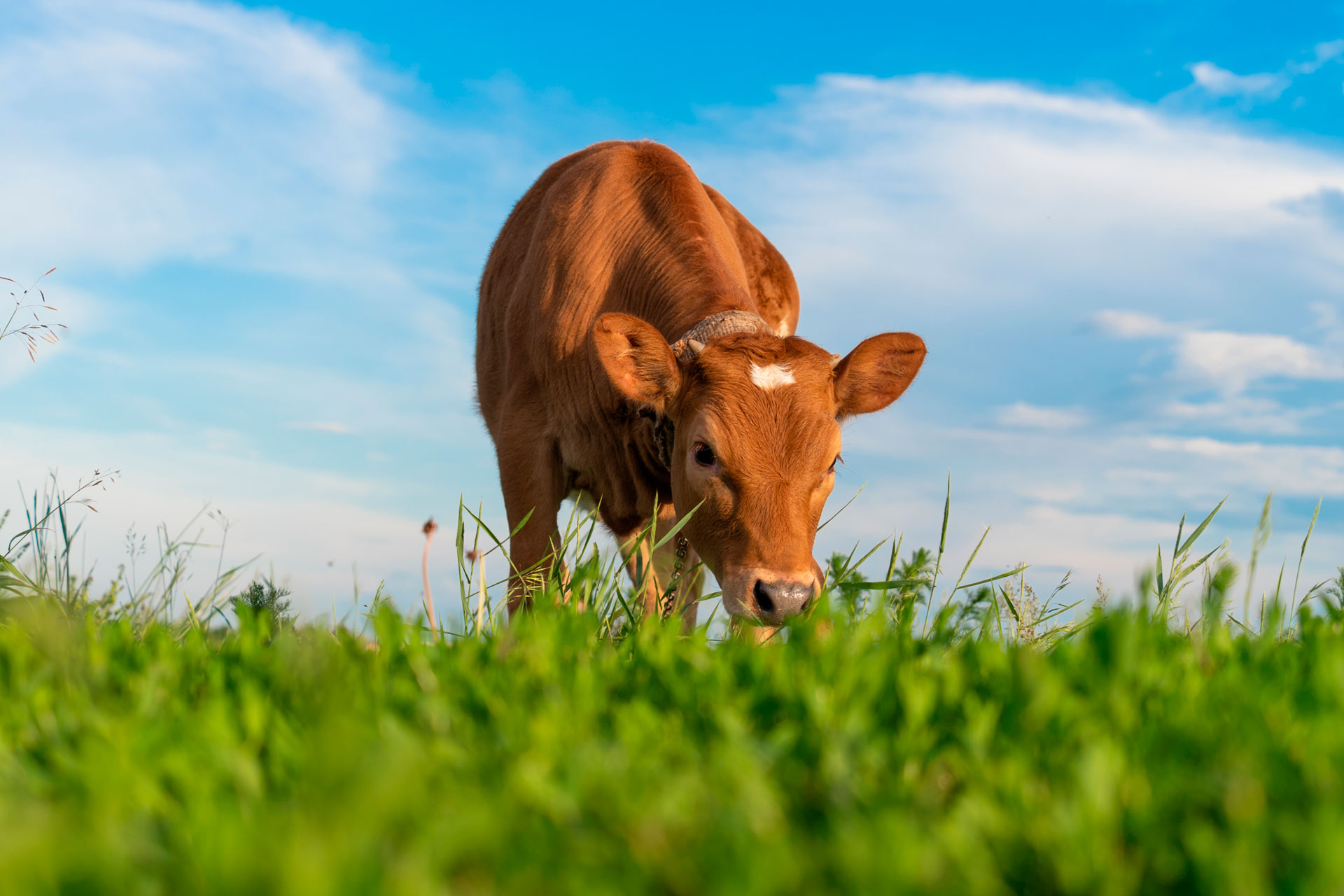 Tuero - Alimentación animal